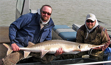 Record photograph for Scaphirhynchus albus